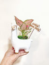 Aglaonema Red Zircon in Ilama Ceramic Planter