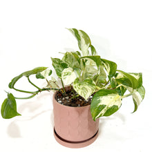  Manjula_in_heart_planter