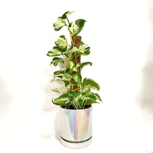  Manjulainplanter