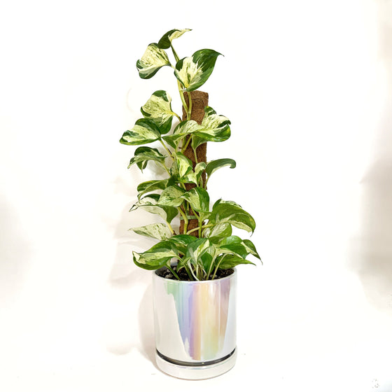 Manjulainplanter