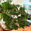 Maranta_Beauty_Kim