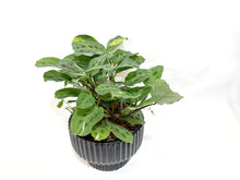  Maranta Beauty Kim in Black Presley Ceramic Planter