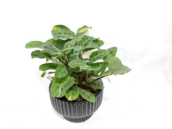 Maranta Beauty Kim in Black Presley Ceramic Planter