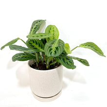  Maranta_LL_1538