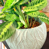 Maranta_Lemon_Lime 