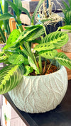 Maranta Lemon Lime in 7.5" Round Cement Planter