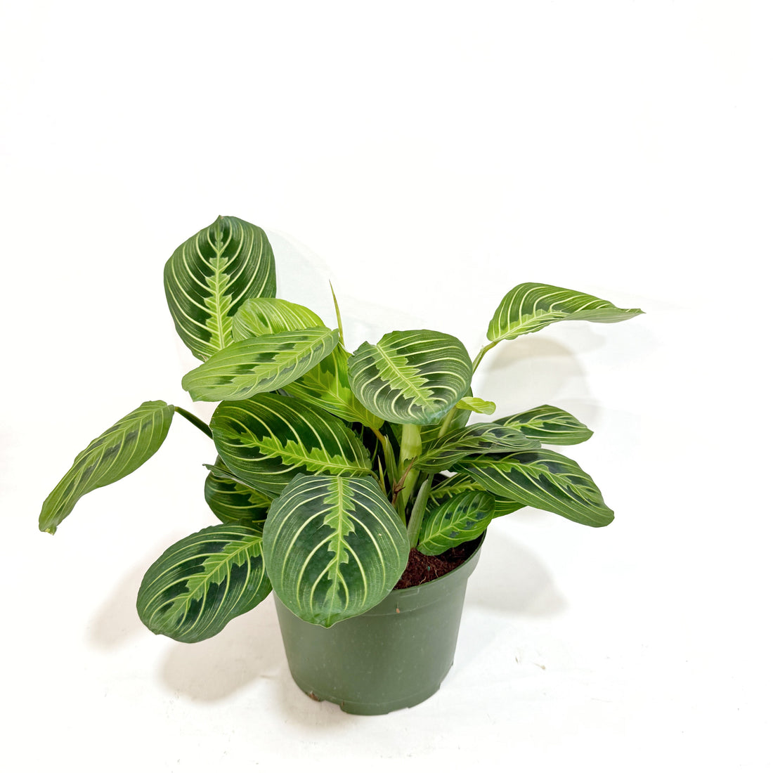  Maranta_Lemon_Lime