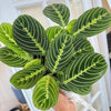 Maranta_Lemon_lime