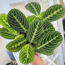  Maranta_Lemon_lime