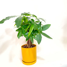  Potted plant with green leaves in a yellow pot on a white background