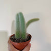 Monkey_Tail_Cactus