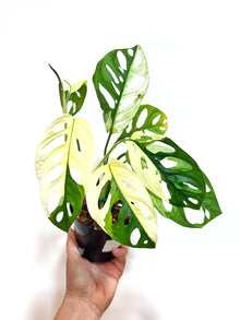  4" Monstera Adansonii variegated (White)