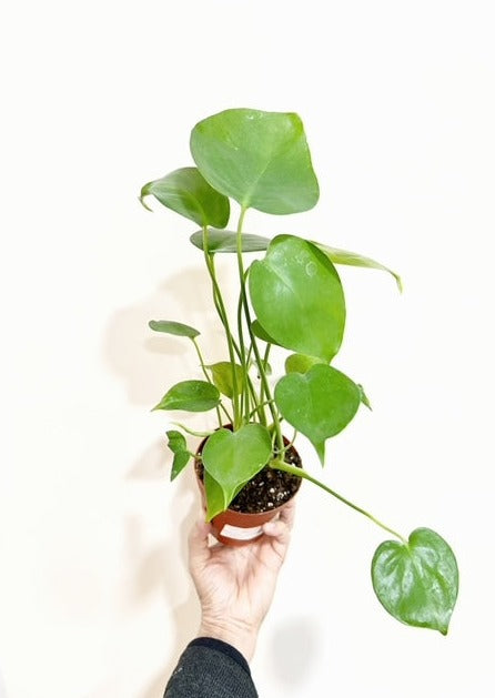 Monstera_deliciosa