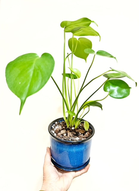 Monstera Deliciosa in 5" Blue Ceramic Planter