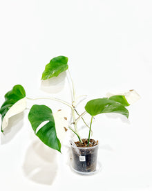  Monstera Albo