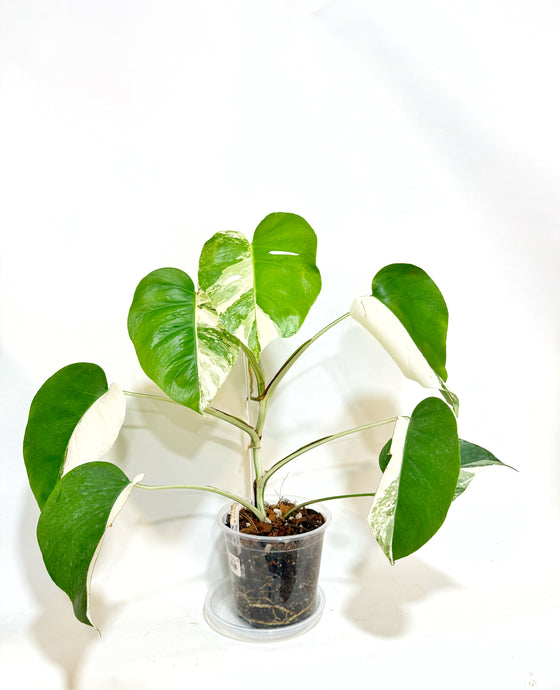 Monstera Albo