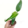 4" Monstera Burle Marx Flame