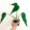 Monstera_Burle_Marx__Flame