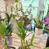 Oncidium_Sweet_ears_bloom