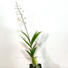 Oncidium_sweet_ears