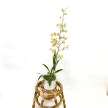  OncidiuminWhitePlanter