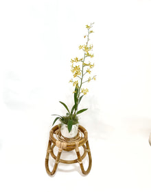  Oncidium Orchids in in White Planter
