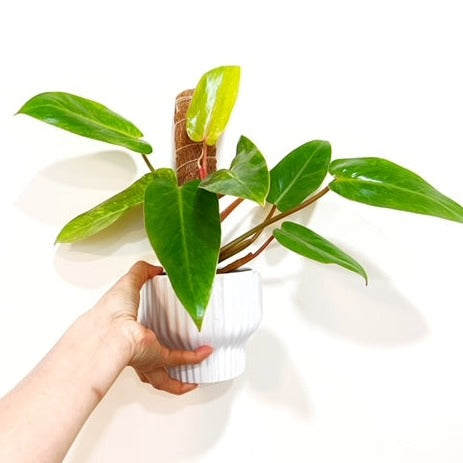 Philodendron Painted Lady in White Ceramic Planter