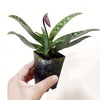 2.5" Paphiopedilum Lady Slipper Orchid Magic Cherry x Hsinying Rainbow