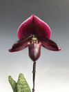 2.5" Paphiopedilum Lady Slipper Orchid Magic Cherry x Hsinying Rainbow