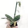 2" Paphiopedilum Lady Slipper Orchid Makuli - Curtisil - Maudiae x Maudiae - Napa Valley