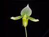 2" Paphiopedilum Lady Slipper Orchid Makuli - Curtisil - Maudiae x Maudiae - Napa Valley