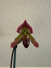 2.5" Paphiopedilum Lady Slipper Orchid Supersuk "Eureka" x Raisin Pie "Hsinying