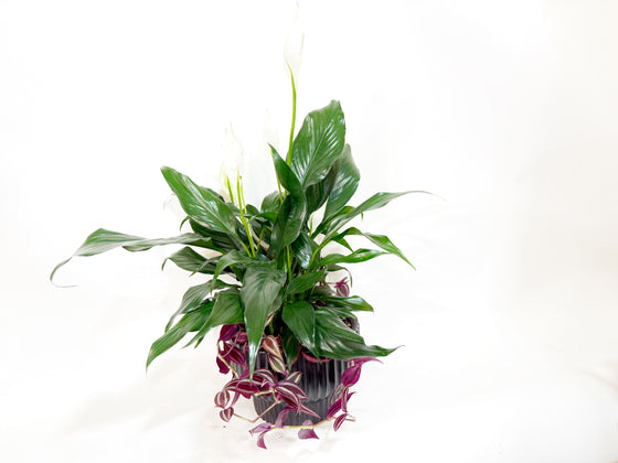 Peace Lily in Black Presley Ceramic Planter