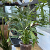 6" Spathiphyllum Peace Lily