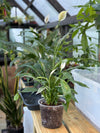 6" Spathiphyllum Peace Lily