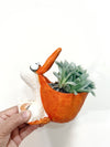 Pelican_Haworthia_Cooperii