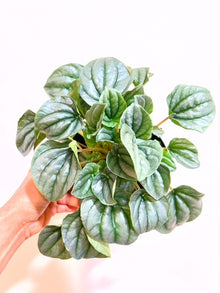  6" Peperomia Frost