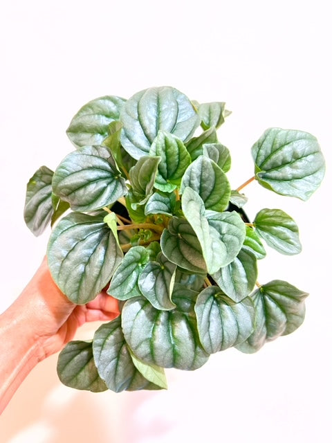 6" Peperomia Frost