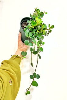  6" Peperomia Hope