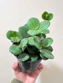  4" Peperomia Hope