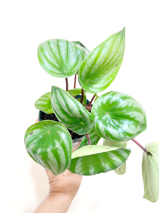 6" Peperomia Watermelon