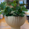 Peperomia_hope_planter