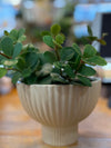 Peperomia Hope in Prissila Compote Vintage White