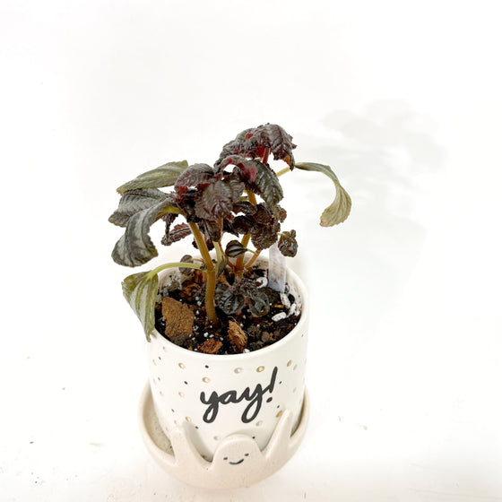 Small potted plant in a white pot with 'yay!' text on a white background