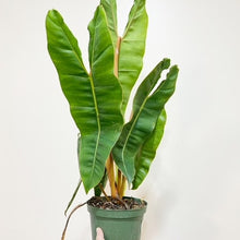  6" Philodendron Billietae