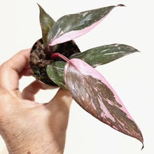  2" Philodendron Pink Marble