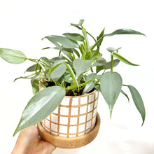  Philadendron_silversword_grid