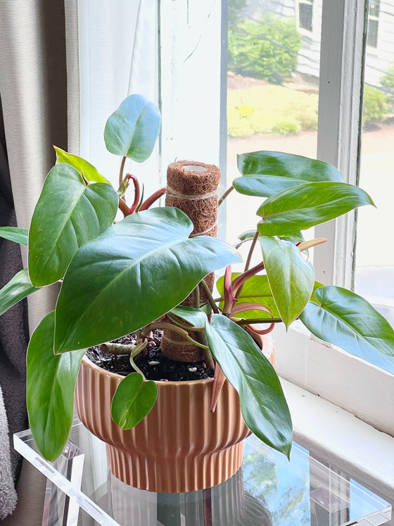 Philodendron Painted Lady in Brown 8" Ceramic Planter