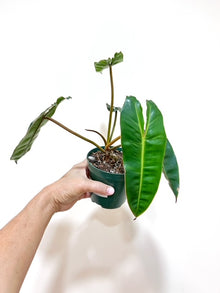  4" Philodendron Billietiae