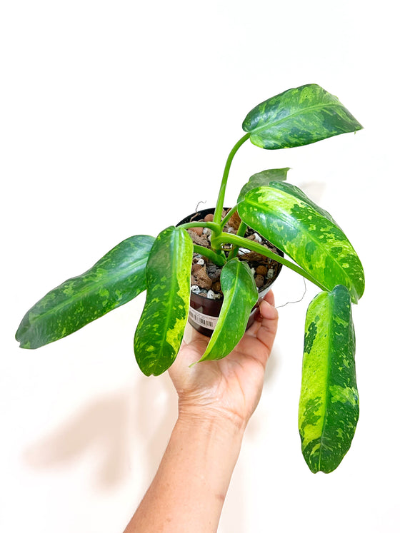 4" Philodendron Jose Buono High Variegated